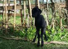 Этнография Эфиопии: деревня дорзе