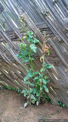 Этнография Эфиопии: деревня дорзе