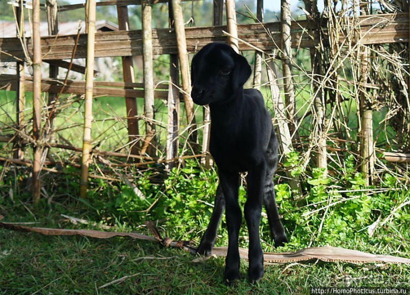 Этнография Эфиопии: деревня дорзе