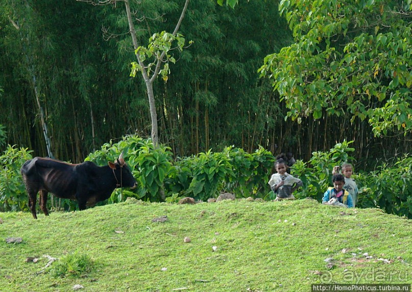 Этнография Эфиопии: деревня дорзе