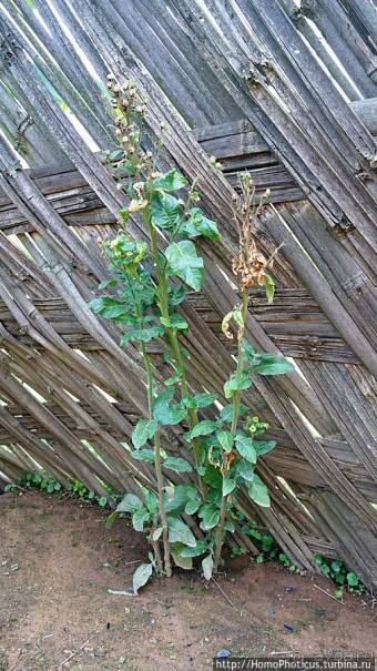 Этнография Эфиопии: деревня дорзе