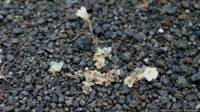 Центр Пустоты. От Геи к Деметре