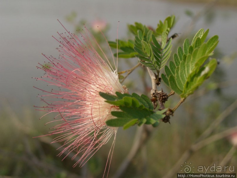 фото Лумбини