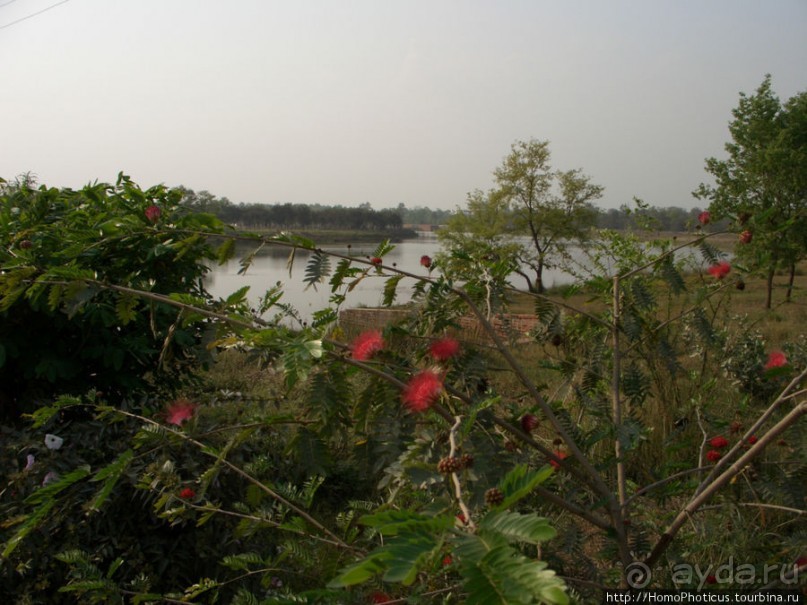 Альбом отзыва "Рождение Сиддхартхи"