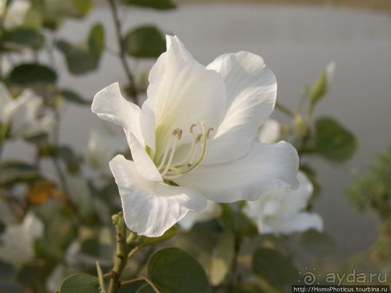 Альбом отзыва "Рождение Сиддхартхи"