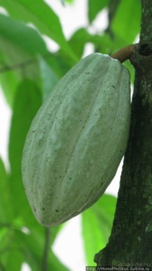 Резиденция Пакаля