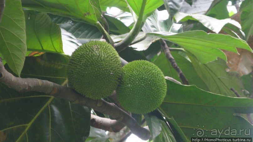 Резиденция Пакаля