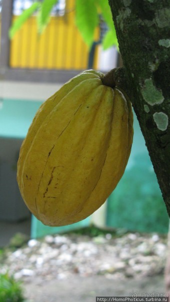 Резиденция Пакаля