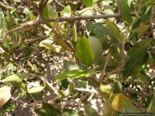 Самое-самое в Синае: Рас-Мухаммед