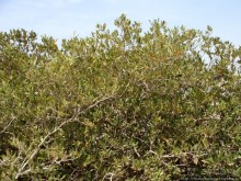 Самое-самое в Синае: Рас-Мухаммед