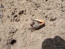 Самое-самое в Синае: Рас-Мухаммед