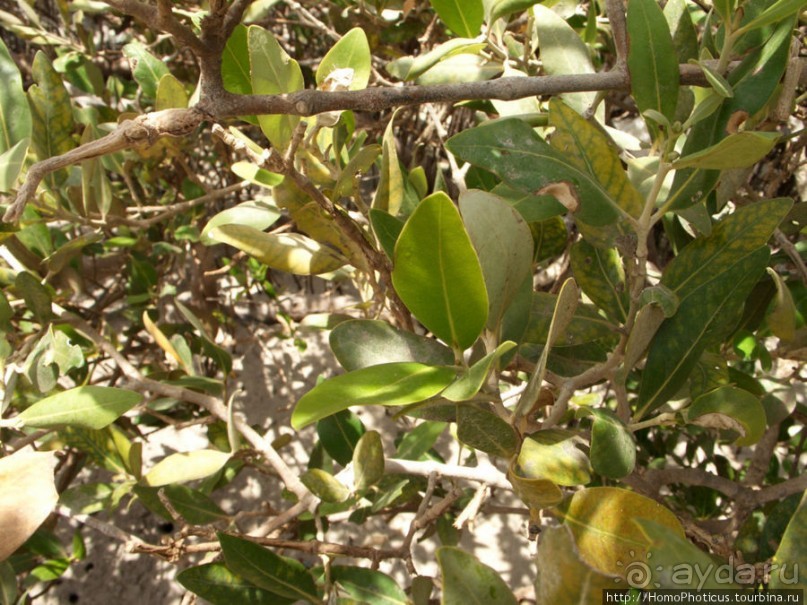 Самое-самое в Синае: Рас-Мухаммед