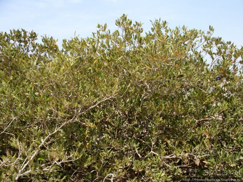 Самое-самое в Синае: Рас-Мухаммед