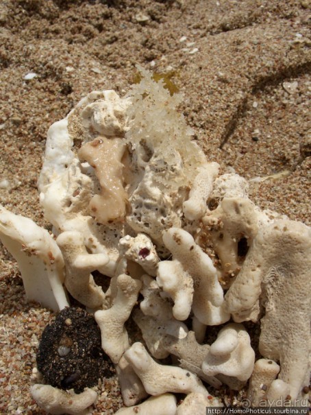 Самое-самое в Синае: Рас-Мухаммед