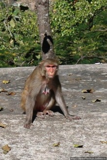 Сокровища Мьянмы. III. Бриллианты ступ Багана