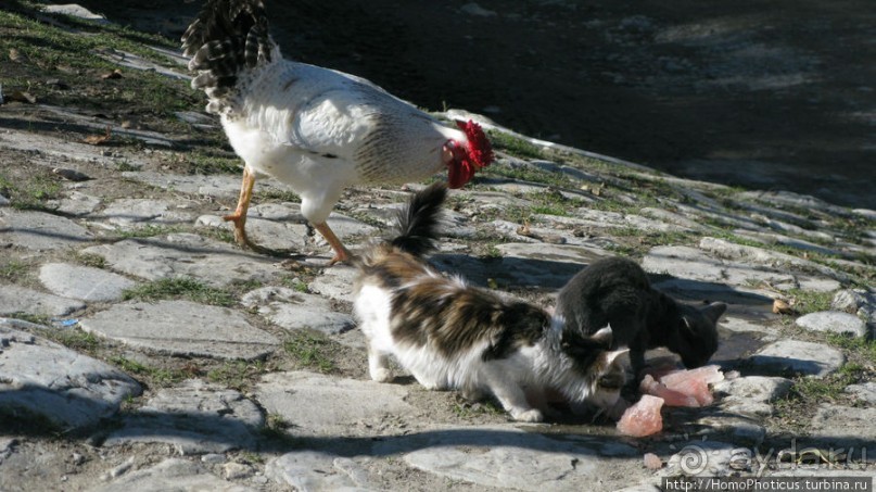 Горный Лахыч