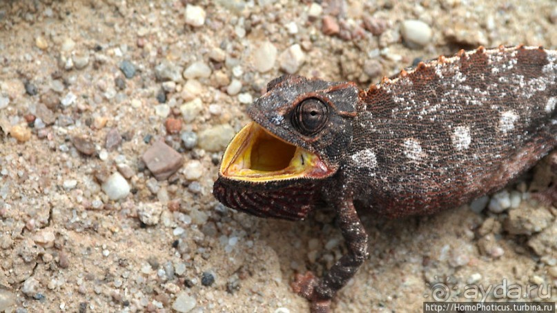 Тропик Козерога: слоеные горы и хамелеон как он есть