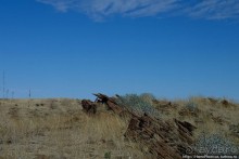 Тропик Козерога: слоеные горы и хамелеон как он есть