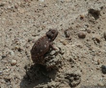 Тропик Козерога: слоеные горы и хамелеон как он есть