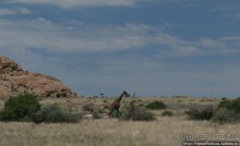 Тропик Козерога: слоеные горы и хамелеон как он есть