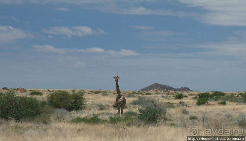 Тропик Козерога: слоеные горы и хамелеон как он есть