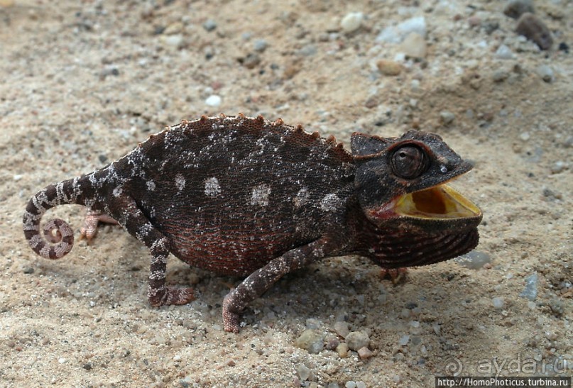 Тропик Козерога: слоеные горы и хамелеон как он есть