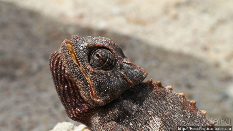 Тропик Козерога: слоеные горы и хамелеон как он есть