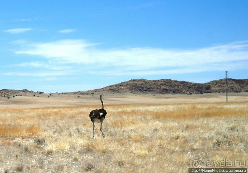 Тропик Козерога: слоеные горы и хамелеон как он есть