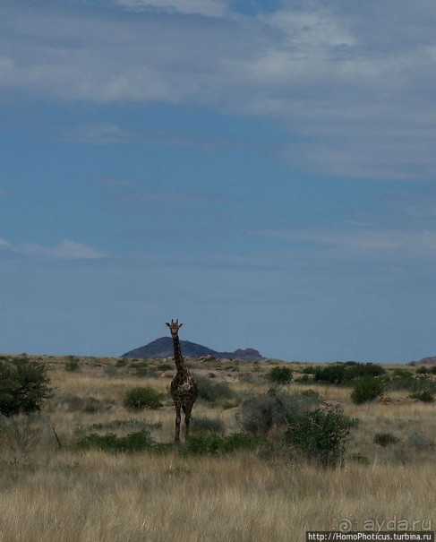 Тропик Козерога: слоеные горы и хамелеон как он есть