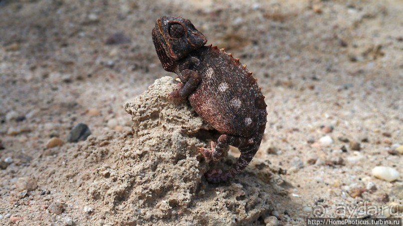 Тропик Козерога: слоеные горы и хамелеон как он есть