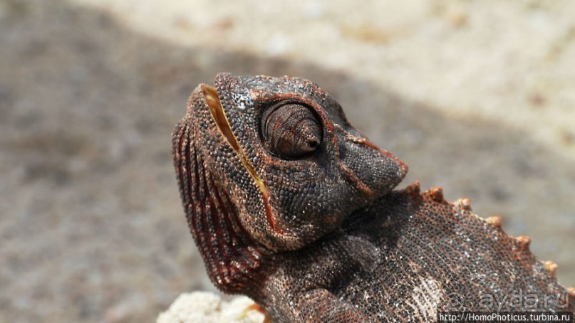 Тропик Козерога: слоеные горы и хамелеон как он есть