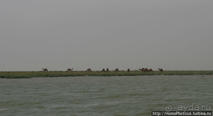 Месопотамские зарисовки. Ч.3 Южный Ирак и снова Багдад
