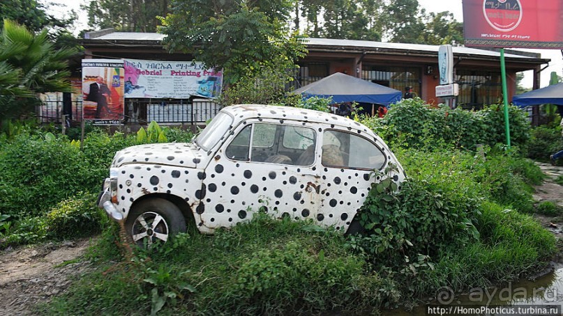 Новый цветок