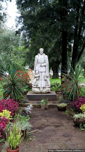 Новый цветок