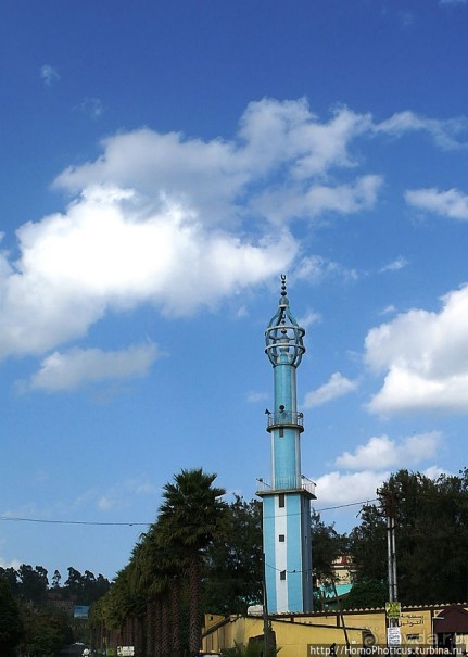 Новый цветок