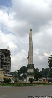 Новый цветок