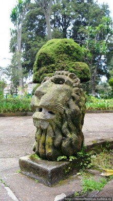 Новый цветок