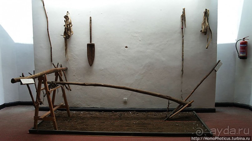 Новый цветок