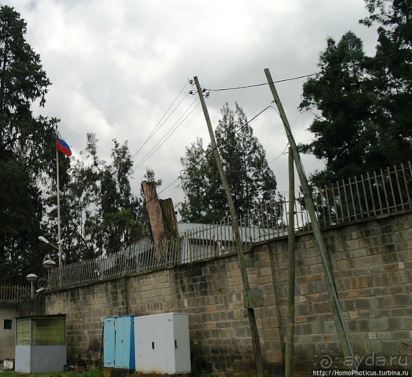 Новый цветок