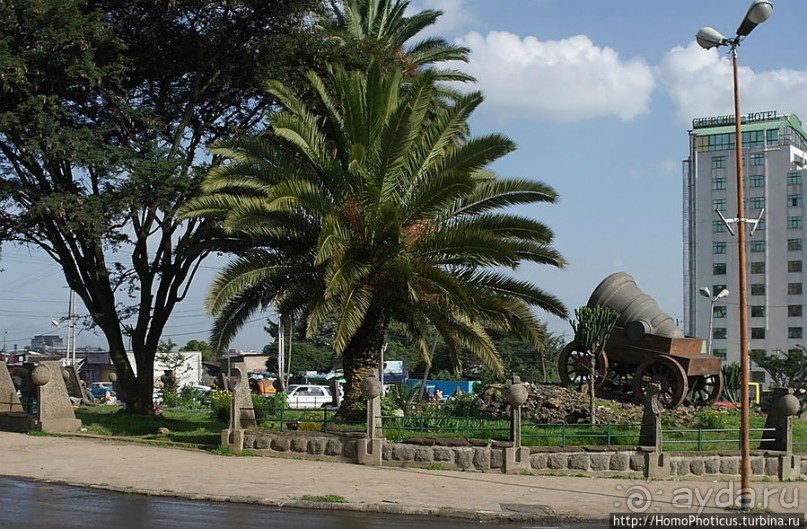 Новый цветок