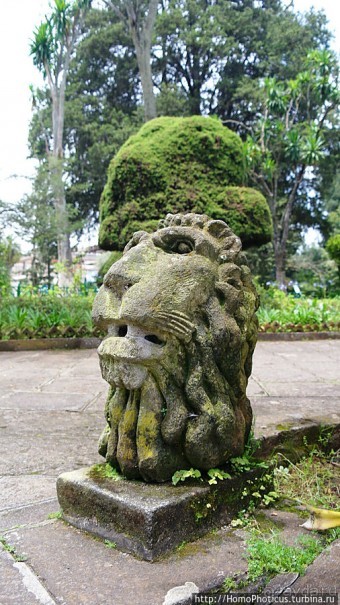 Новый цветок