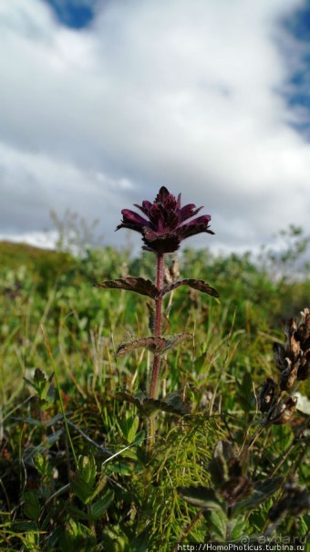Ледниковое ущелье