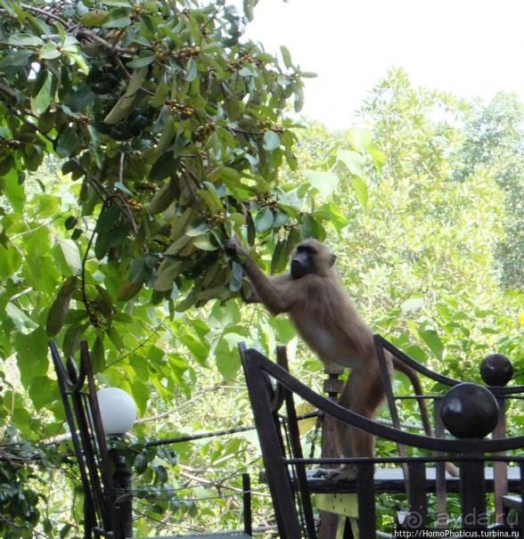 фото Гамбии