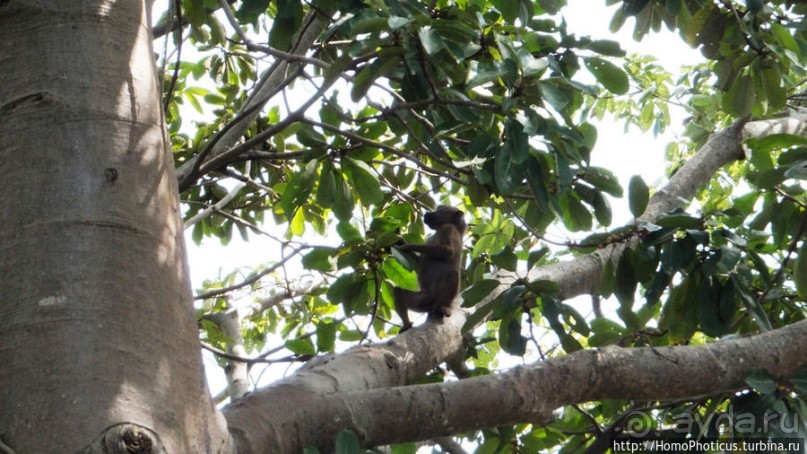 Бабуины Макасуту