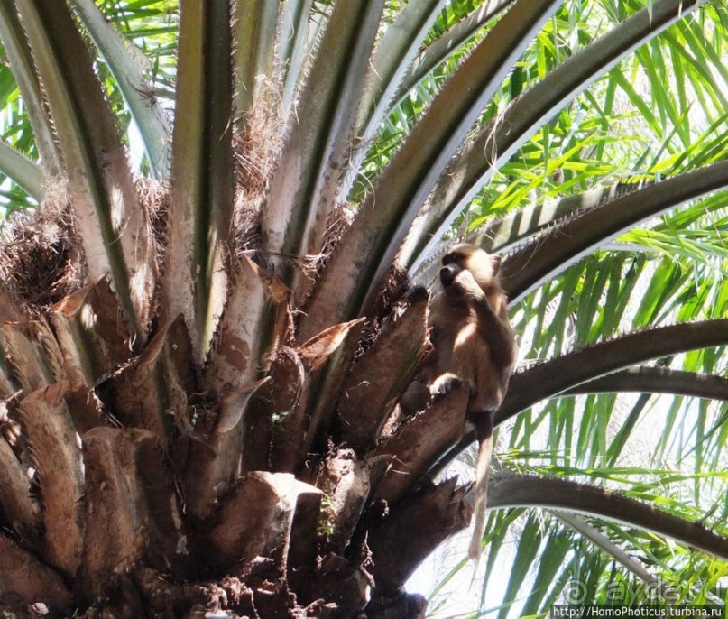 Бабуины Макасуту