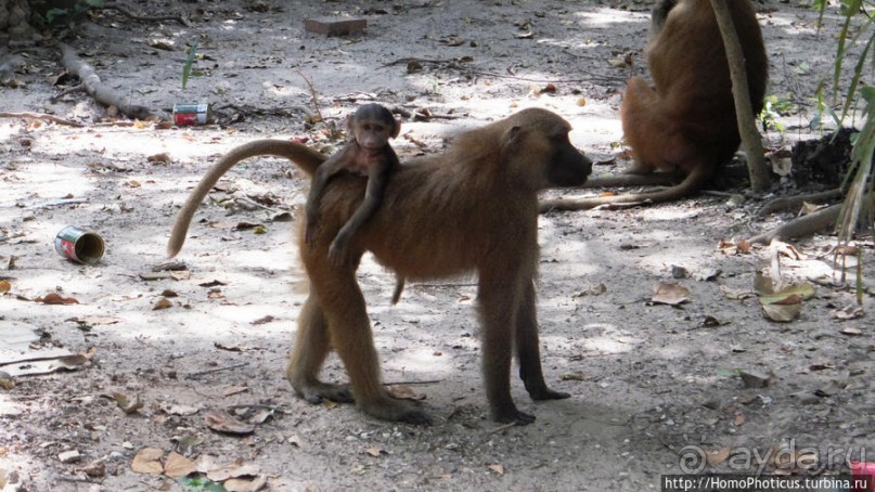 Бабуины Макасуту