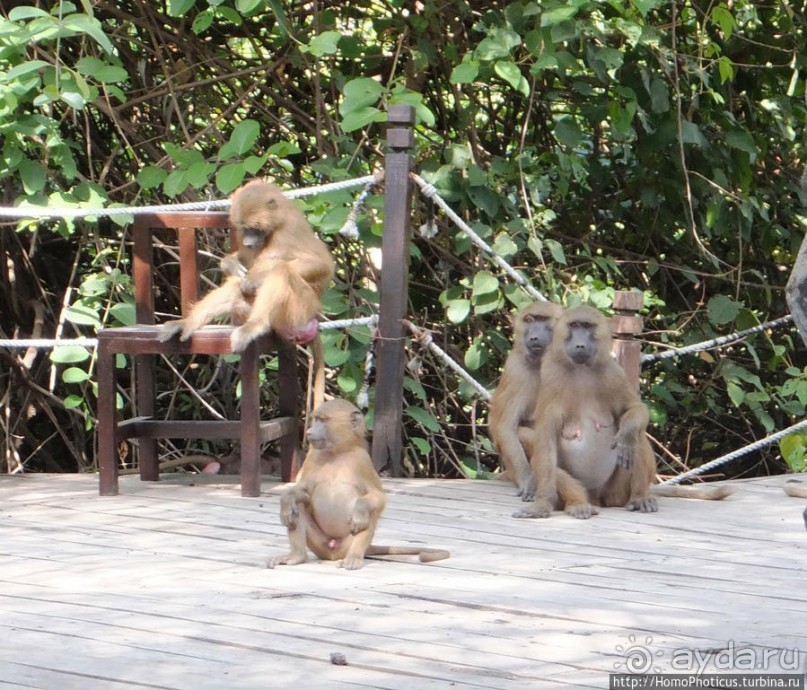 Бабуины Макасуту