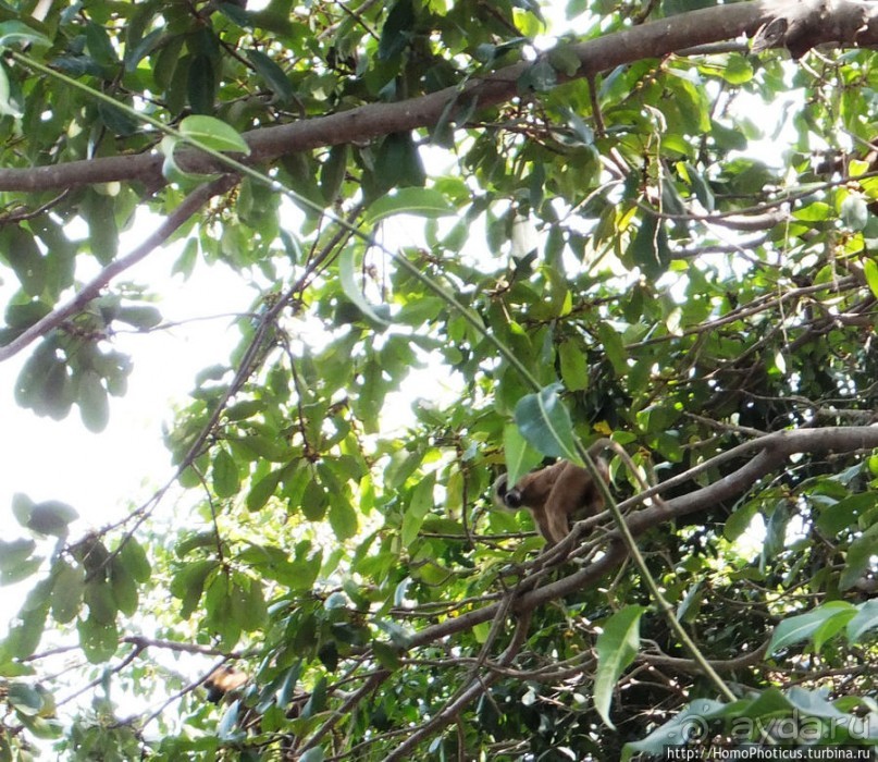 Бабуины Макасуту