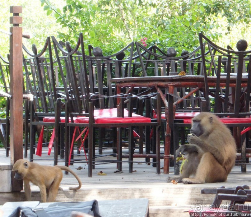 Бабуины Макасуту