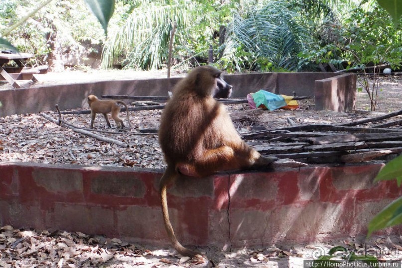 Бабуины Макасуту